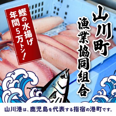 かつおのはら皮(薄塩・レモンペッパー味)200g×10パック(山川町漁協)A-418