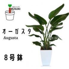 【観葉植物】オーガスタ8号(Green Base)C-104