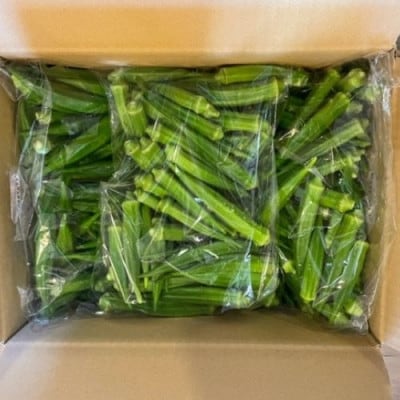 新鮮オクラ1kg×3袋(アグリスタイル)A-426