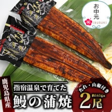 【のし付き】【お中元ギフト】指宿温泉で育てた鰻の蒲焼(無頭背開き)約165g&times;2尾(B-043c)