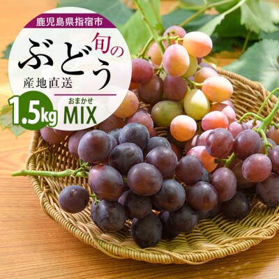 指宿産ぶどうのおまかせミックスセット約1.5kg(IB064-002)