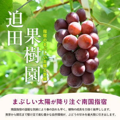 指宿産ぶどうのおまかせミックスセット約1.5kg(IB064-002)
