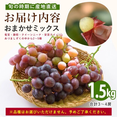 指宿産ぶどうのおまかせミックスセット約1.5kg(IB064-002)