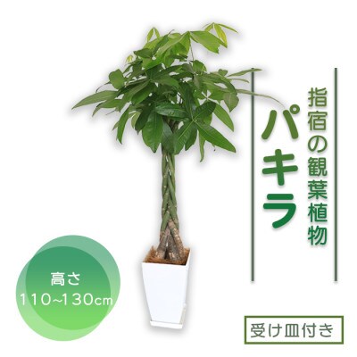 【観葉植物】パキラ110cm~130cm(D-029)