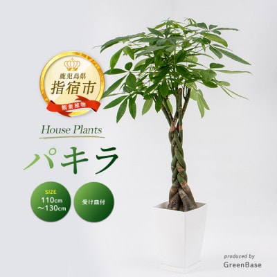 【観葉植物】パキラ110cm～130cm(025-1444)