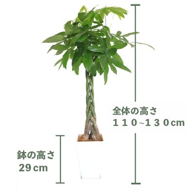【観葉植物】パキラ110cm~130cm(D-029)