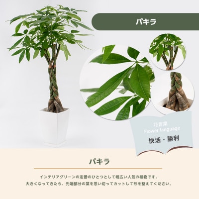 【観葉植物】パキラ110cm～130cm(025-1444)