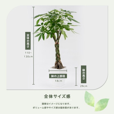【観葉植物】パキラ110cm～130cm(025-1444)