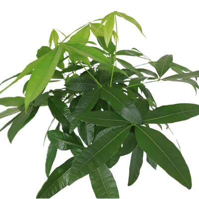 【観葉植物】パキラ110cm~130cm(D-029)