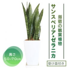 【観葉植物】サンスベリア・ゼラニカ50cm～70cm(T-090)