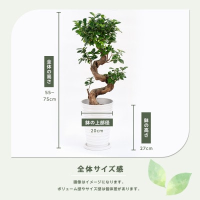 【観葉植物】ガジュマル曲り 昇り龍55cm～75cm(030-1392)