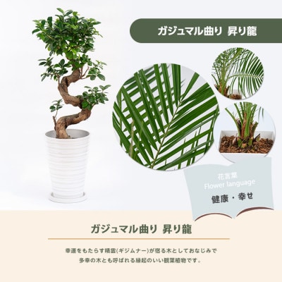 【観葉植物】ガジュマル曲り 昇り龍55cm～75cm(030-1392)