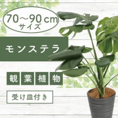 4月上旬〜発送[観葉植物]モンステラ70cm〜90cm/黒シュエット鉢(021-1487)