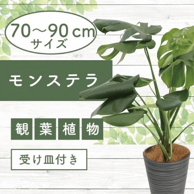 観葉植物 本物 モンステラ 6号鉢 鉢カバーオプション サトイモ科