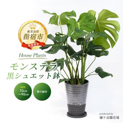 【観葉植物】モンステラ70cm～90cm/黒シュエット鉢(021-1487)