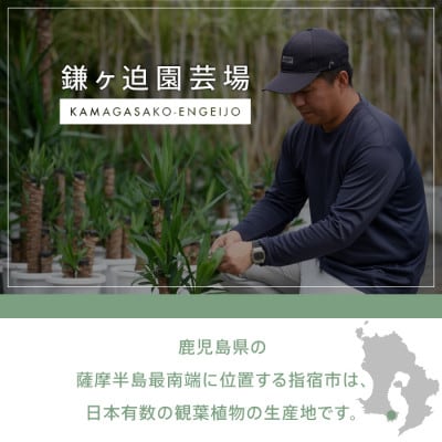 【観葉植物】モンステラ70cm～90cm/黒シュエット鉢(021-1487)