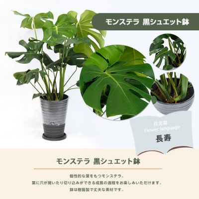【観葉植物】モンステラ70cm～90cm/黒シュエット鉢(021-1487)