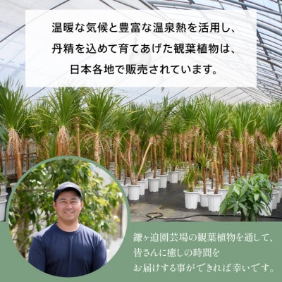【観葉植物】モンステラ70cm～90cm/黒シュエット鉢(021-1487)