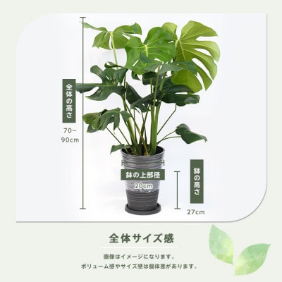 【観葉植物】モンステラ70cm～90cm/黒シュエット鉢(021-1487)