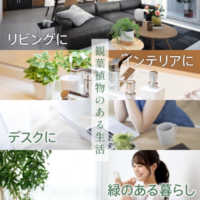 【観葉植物】モンステラ70cm～90cm/黒シュエット鉢(021-1487)