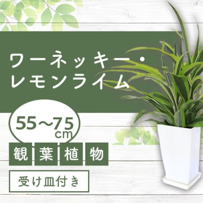 【観葉植物】ワーネッキー・レモンライム55cm~75cm(016-1499)
