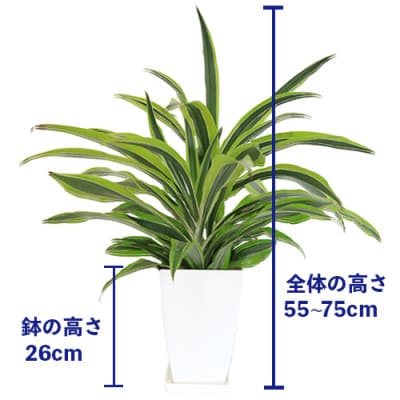 【観葉植物】ワーネッキー・レモンライム55cm～75cm(016-1499)