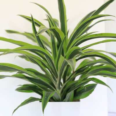 【観葉植物】ワーネッキー・レモンライム55cm～75cm(016-1499)