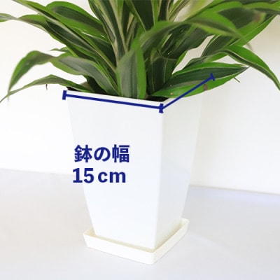【観葉植物】ワーネッキー・レモンライム55cm～75cm(016-1499)
