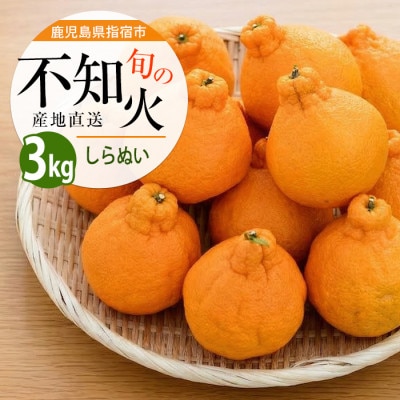 かいもん 不知火 約3kg(IB064-005)