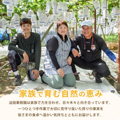 かいもん 不知火 約3kg(IB064-005)