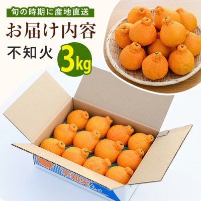 かいもん 不知火 約3kg(IB064-005)
