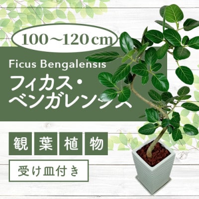 【観葉植物】フィカス・ベンガレンシス曲がり100~120cm(050-228)