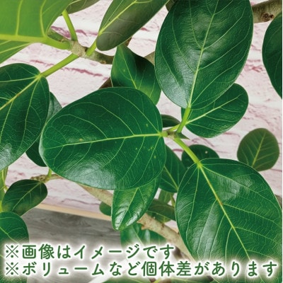 【観葉植物】フィカス・ベンガレンシス曲がり100cm～120cm(055-1465)
