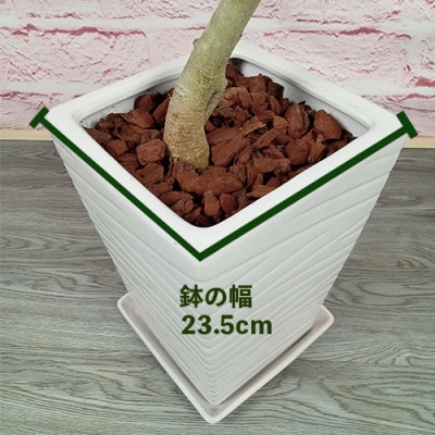 【観葉植物】フィカス・ベンガレンシス曲がり100~120cm(050-228)