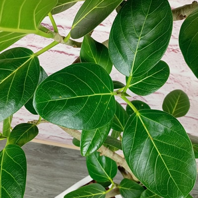 【観葉植物】フィカス・ベンガレンシス曲がり100~120cm(050-228)