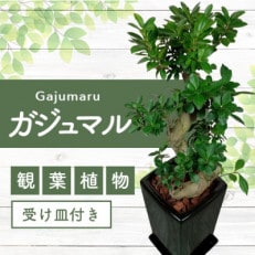 5月中旬～発送【観葉植物】ガジュマル曲がり陶器鉢70cm～90cm(045-1391)