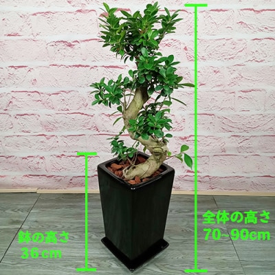 【観葉植物】ガジュマル曲がり陶器鉢70cm～90cm(045-1391)