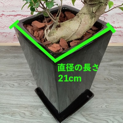【観葉植物】ガジュマル曲がり陶器鉢70cm～90cm(045-1391)