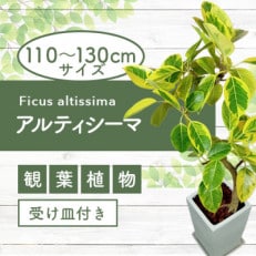 【観葉植物】アルティシーマ 8号ホワイト角陶器鉢(専用受皿付き)(055-1363)