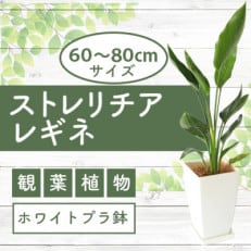 【観葉植物】ストレリチア・レギネ(極楽鳥花)60cm～80cm(018-1426)