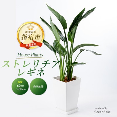 【観葉植物】ストレリチア・レギネ(極楽鳥花)60cm～80cm(018-1426)