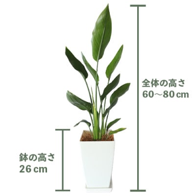 【観葉植物】ストレリチア・レギネ(極楽鳥花)60cm～80cm(018-1426)