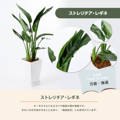 【観葉植物】ストレリチア・レギネ(極楽鳥花)60cm～80cm(018-1426)