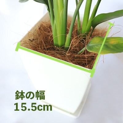 【観葉植物】ストレリチア・レギネ(極楽鳥花)60cm～80cm(018-1426)