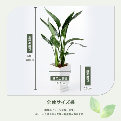 【観葉植物】ストレリチア・レギネ(極楽鳥花)60cm～80cm(018-1426)