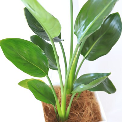 【観葉植物】ストレリチア・レギネ(極楽鳥花)60cm~80cm(015-257)