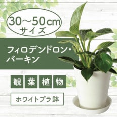 【観葉植物】フィロデンドロン・バーキン30cm～50cm(014-1468)