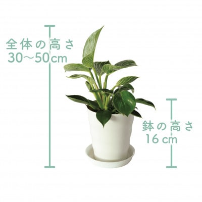 【観葉植物】フィロデンドロン・バーキン30cm～50cm(014-1468)