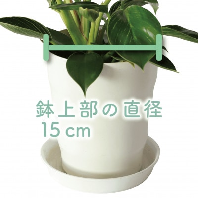 【観葉植物】フィロデンドロン・バーキン30cm～50cm(014-1468)