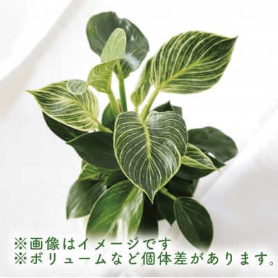 【観葉植物】フィロデンドロン・バーキン30cm～50cm(014-1468)